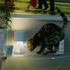 Lampa Stołowa PUP METAL (0028.71 DIM) - Vivida
