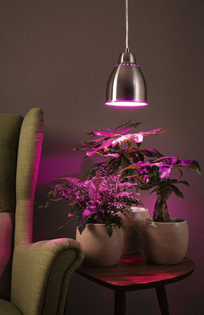 Neordic Hilla lampa wisząca max. 1x40W E27 żelazo szczotkowane 230V metal (PL79765) - PAULMANN