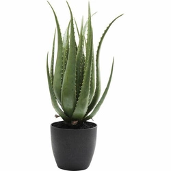KARE roślina dekoracyjna ALOE 69 cm  (60724) - Kare Design