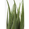 KARE roślina dekoracyjna ALOE 69 cm  (60724) - Kare Design