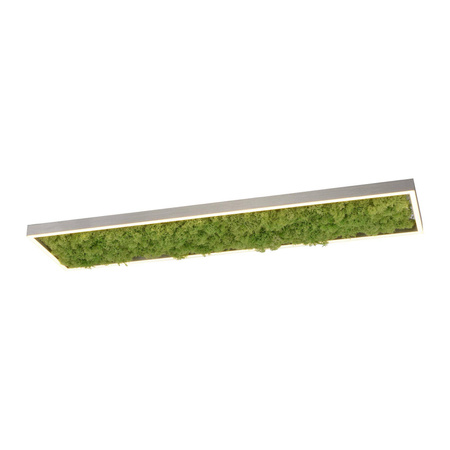 LAMPA SUFITOWA GREEN KNUT (15623-66) - Paul Neuhaus