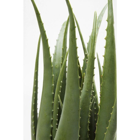 KARE roślina dekoracyjna ALOE 69 cm  (60724) - Kare Design